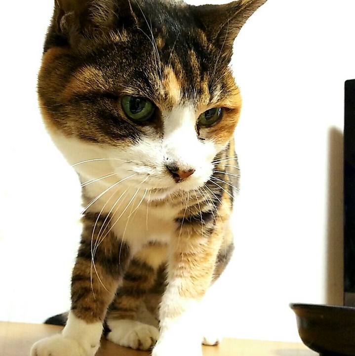 0323c681 ec5c 4f8f ab2d 9236ce3239e0