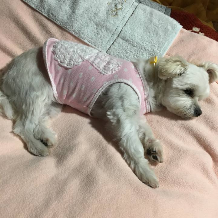 03316cea 1586 4448 9665 a49899b48c14