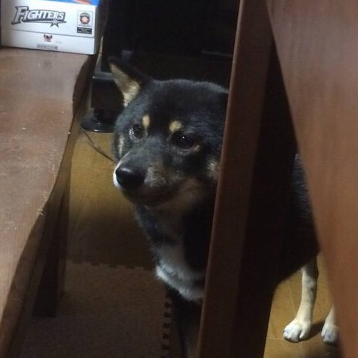 033a653d 4b03 4353 a467 fa7b891238d4