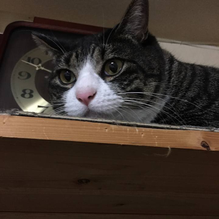 033ca86f cc0f 4746 8033 f7abfccfa41e