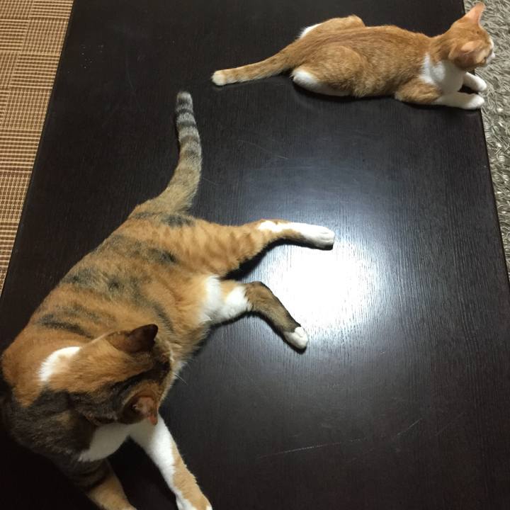 0347c954 7a58 499f 97fb a88174e8c99b