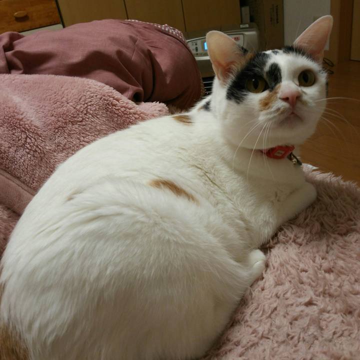 0350f78a 2053 4dae b2c9 086020334b7d