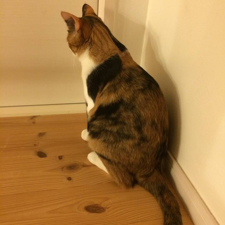 036be2ed 91ac 42b4 9396 488a64228786