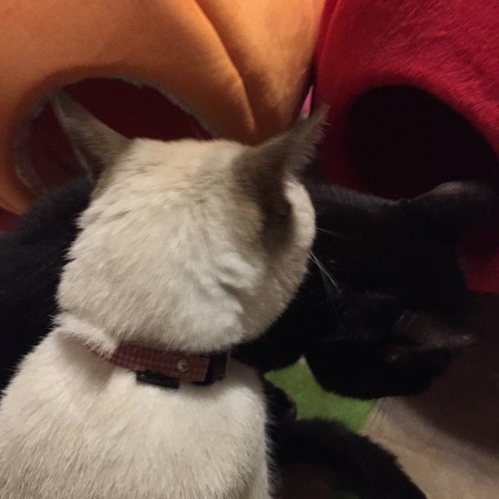 037afc9e 93f5 4852 a7fb f3d382db7ae8