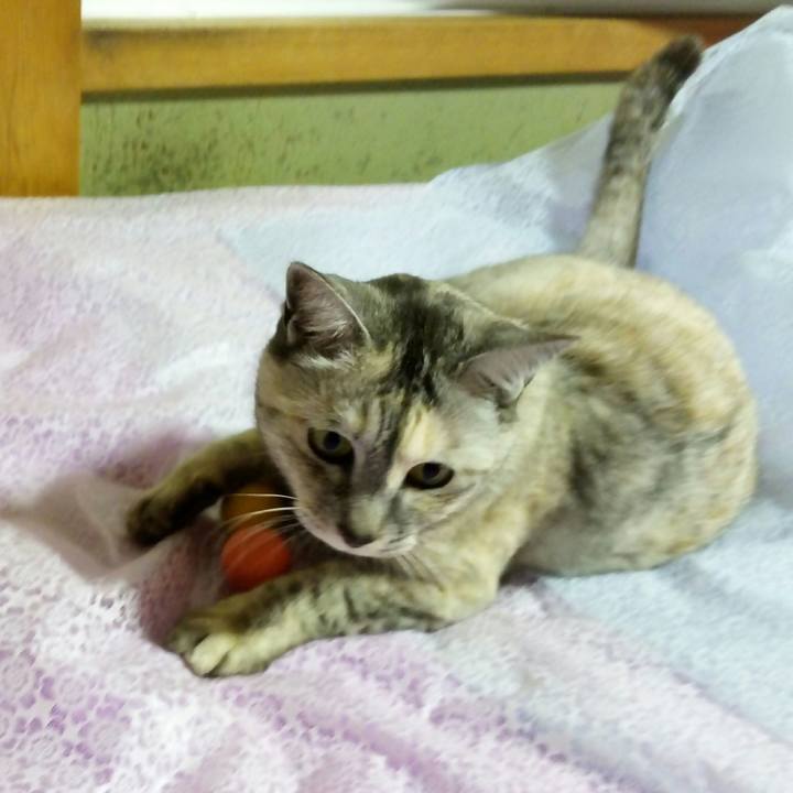 038018da 99b1 4218 9f95 72f0bd30b77a