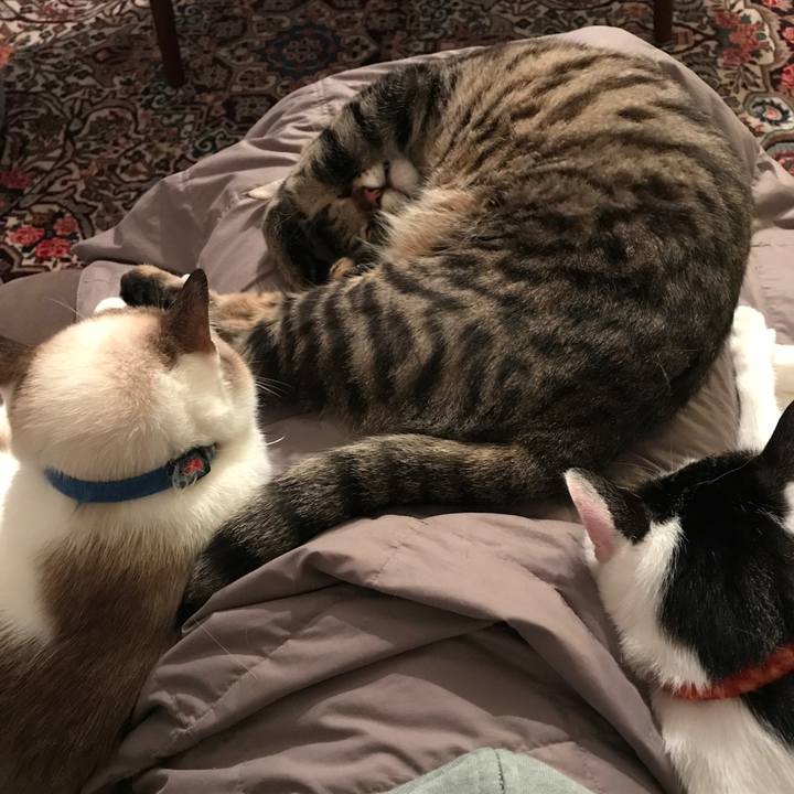 03926d11 527b 4488 8e3d 337da5801cc9