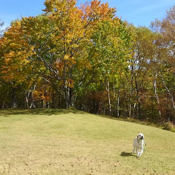 0395d336 3272 463c 91fd 59c4ecb74eb4