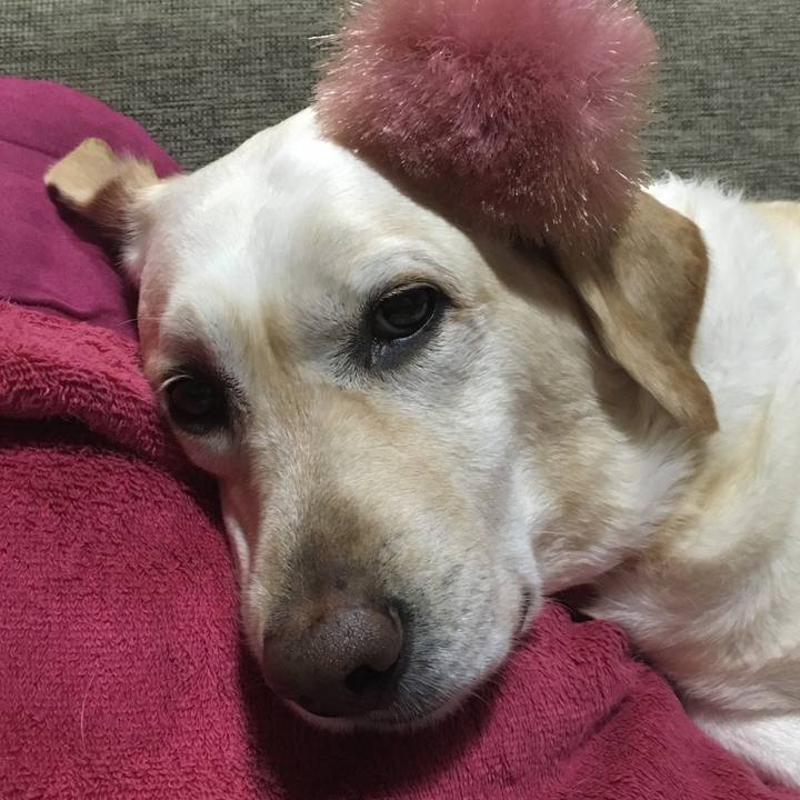 0397df4c 6f68 4ad7 a316 cb0d418edfe7