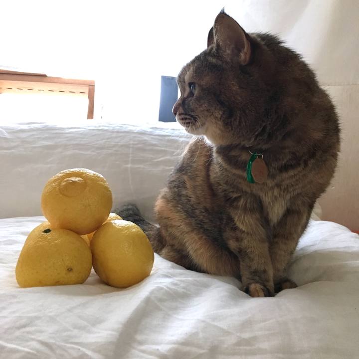 0397e0c7 e2c7 4afb aaed 62e80218a3e7