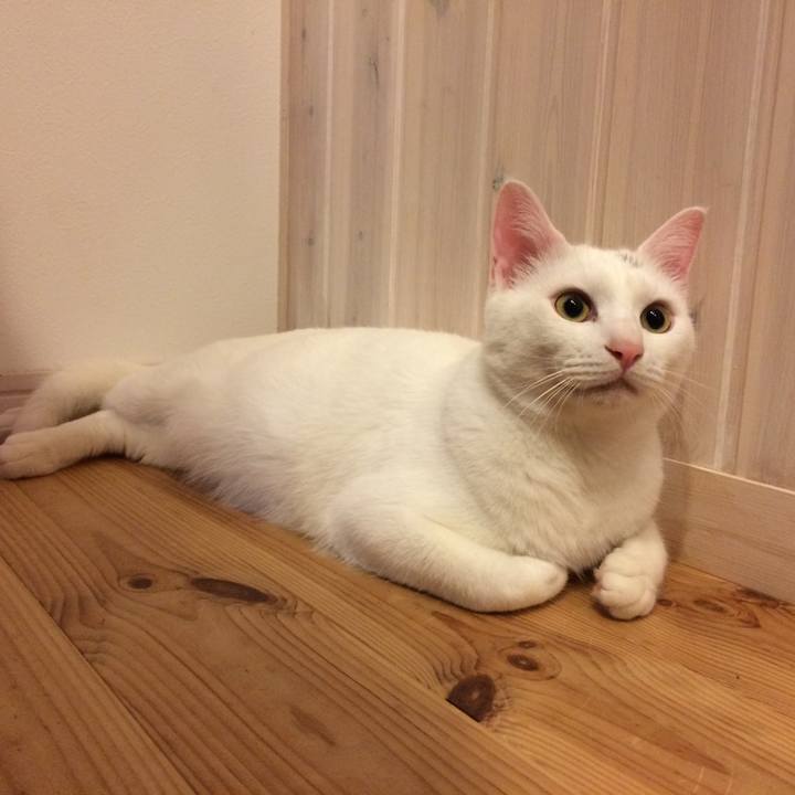 03999bca 2d8a 44db a03a 826bea8f8051