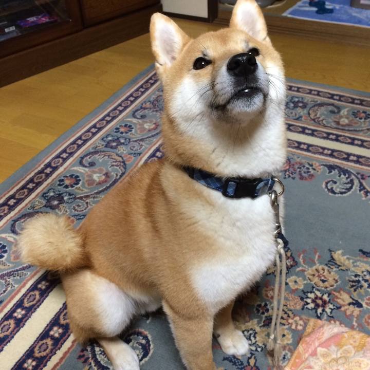 03b68d16 85b9 4e54 8cee aa9b0fd40224