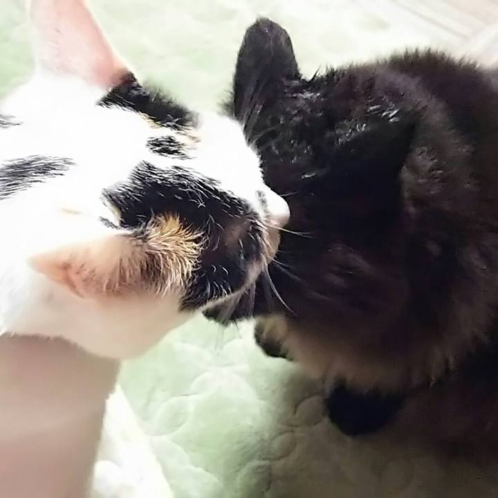 03ba8ae3 f99f 4c5f 804c b05a3d41d694