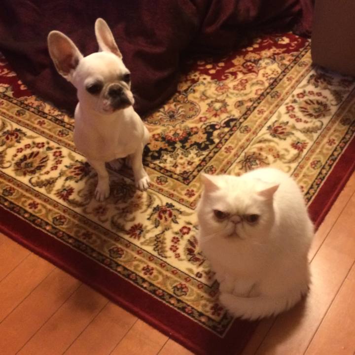 03bce118 f4b3 4f45 8069 34887bb8596d