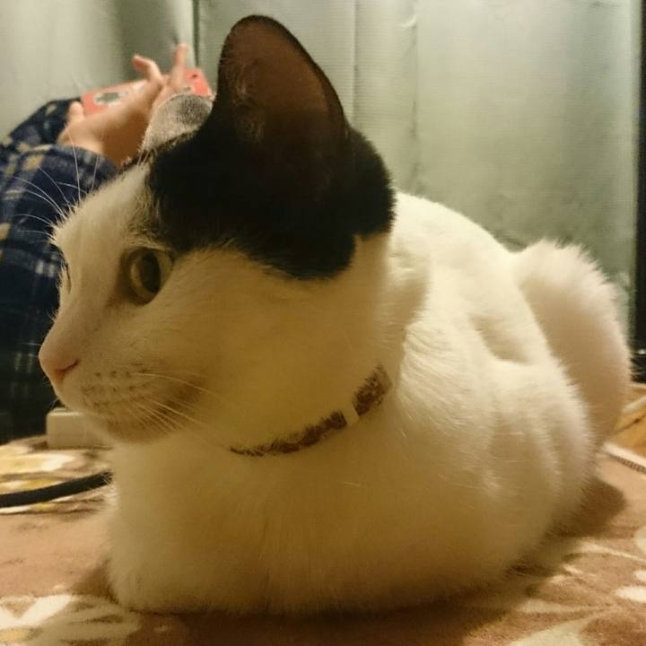 03cacee0 27cf 463b b5b9 c7ae7547ead0