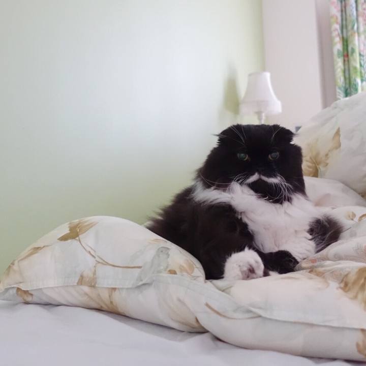 03ce3af5 0c52 4c98 b603 d0b1cf529436