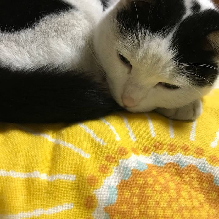 03ce452f 33c5 423a baab fc4bfd0d6eb1