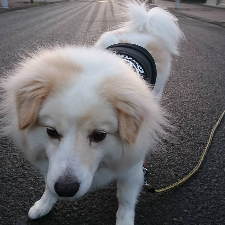 03d36b9a 3575 454e 9b12 09b407a728e2