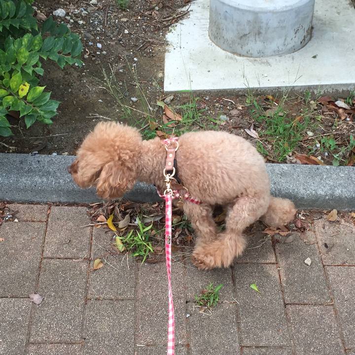 03dae423 ca61 4d64 9036 b594407fd744