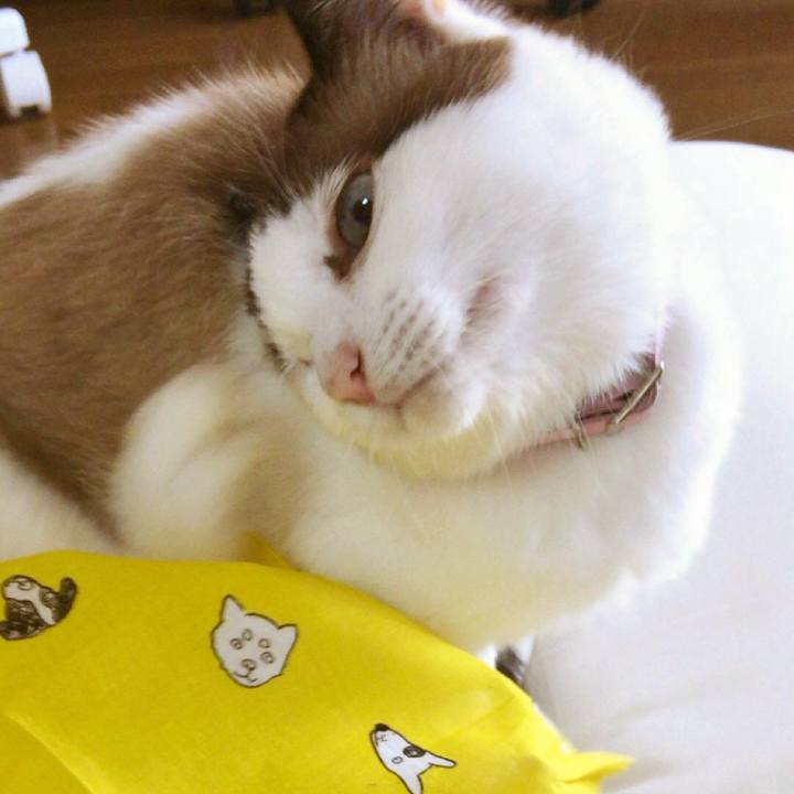 03de7d2e 1327 4200 adc1 7b21298c484a