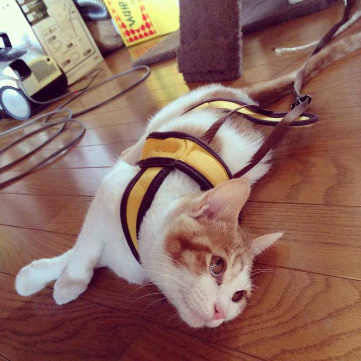 03e220ac e91a 4b16 a36c 021afa955b71