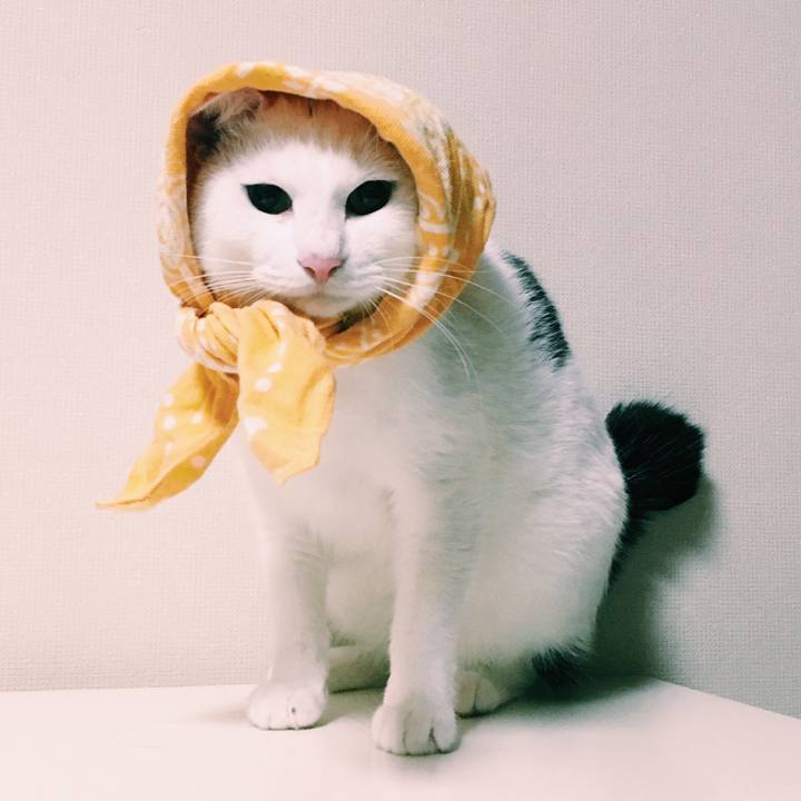 03e5a43b 4796 4f16 991f 41455544fe68