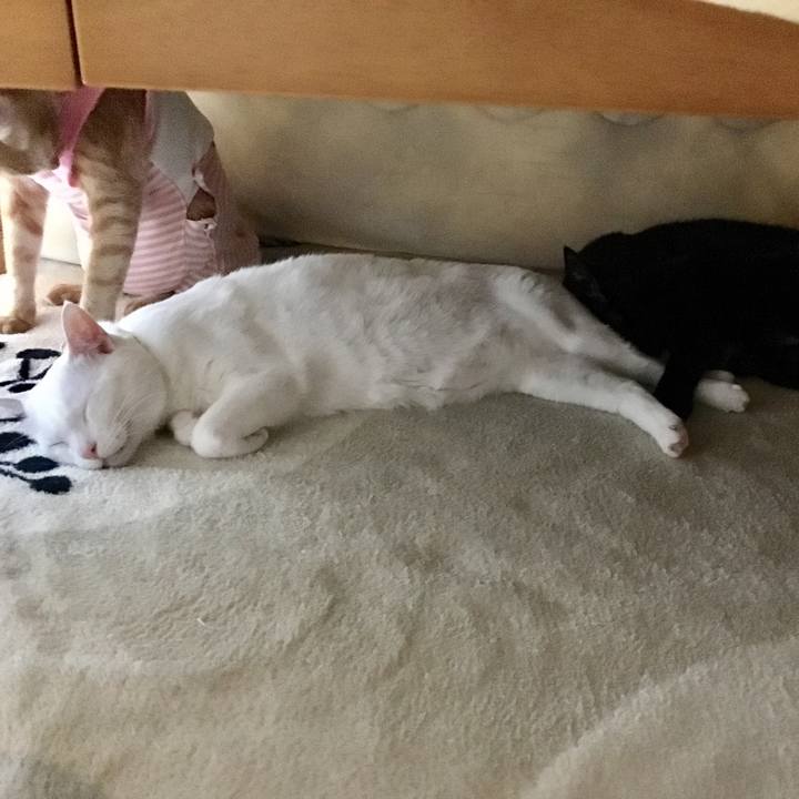 03e6bef1 5c31 4b7c ab71 028abcb93cc4