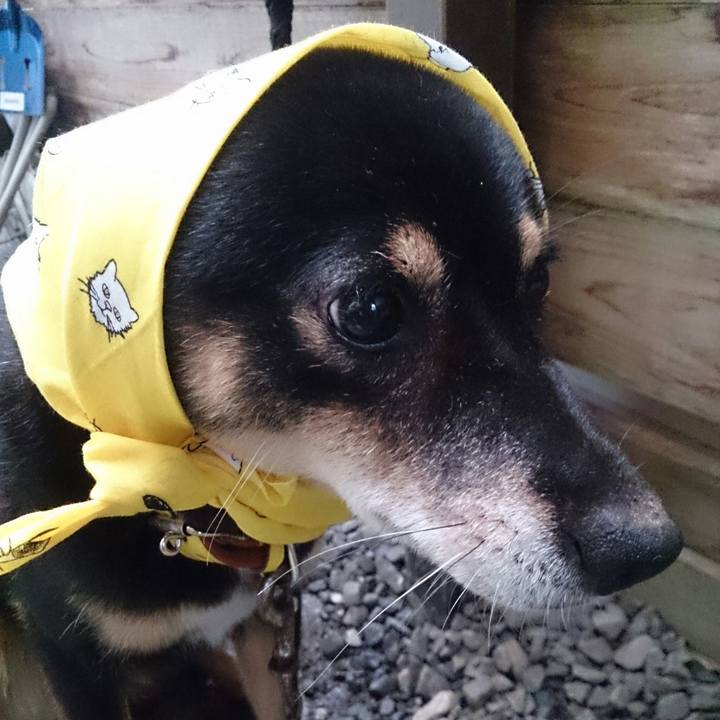 03e7e036 d0d6 4dd1 b3a0 799ac61b0e39