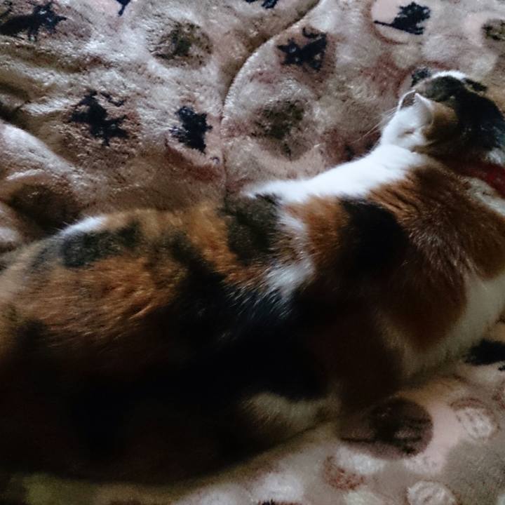 03e98337 ef26 4338 85bc e6444a484486