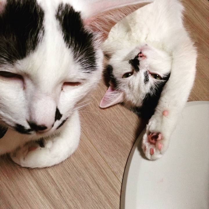 03ea9789 f292 4405 b376 536df41426ea