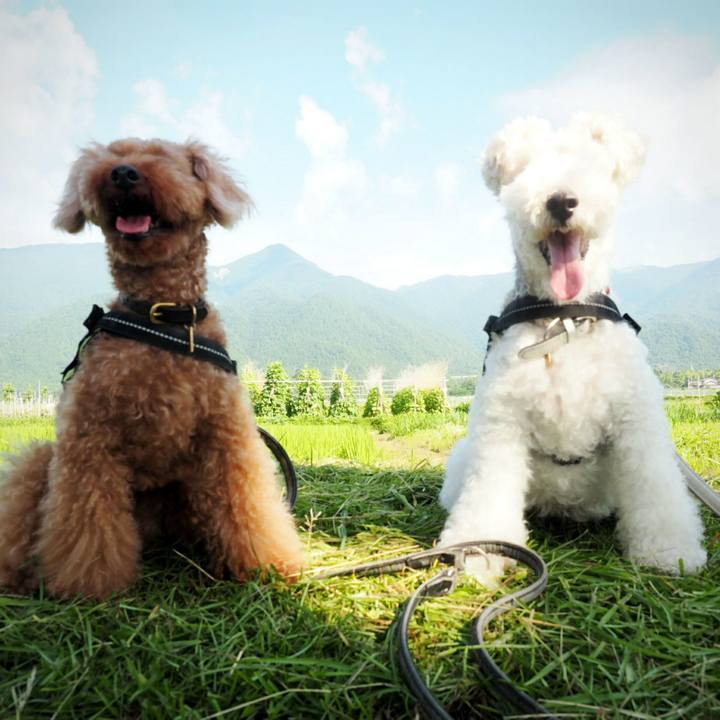 03ef0121 f547 4d76 bbde bb835db4fe06