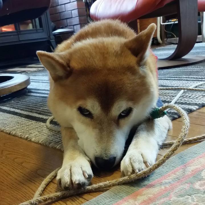 03f2653c 1bcb 41eb 9d96 5e32d8e4dce4