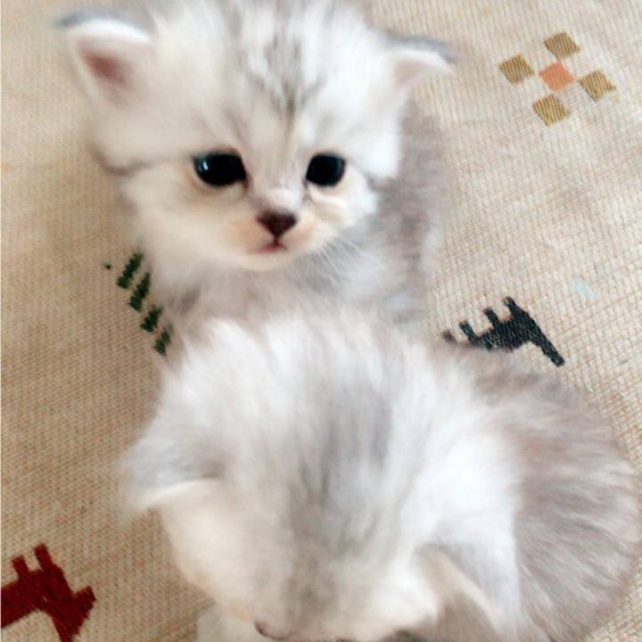 03f6d8a8 112f 404b adff 100f45dd5cf5