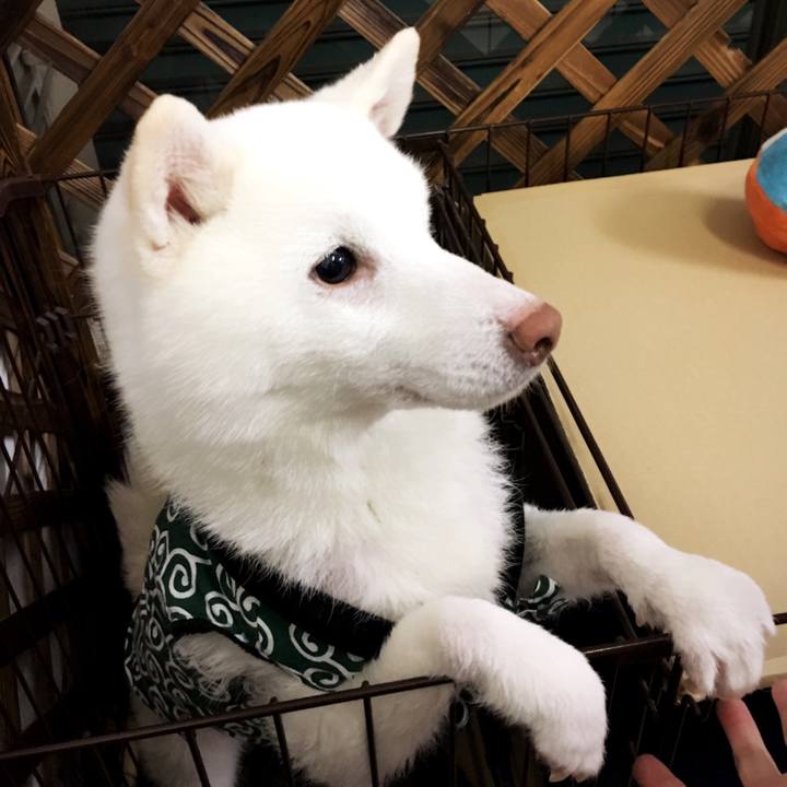 03fa9258 72ff 4142 b84f 638fa8c535ea