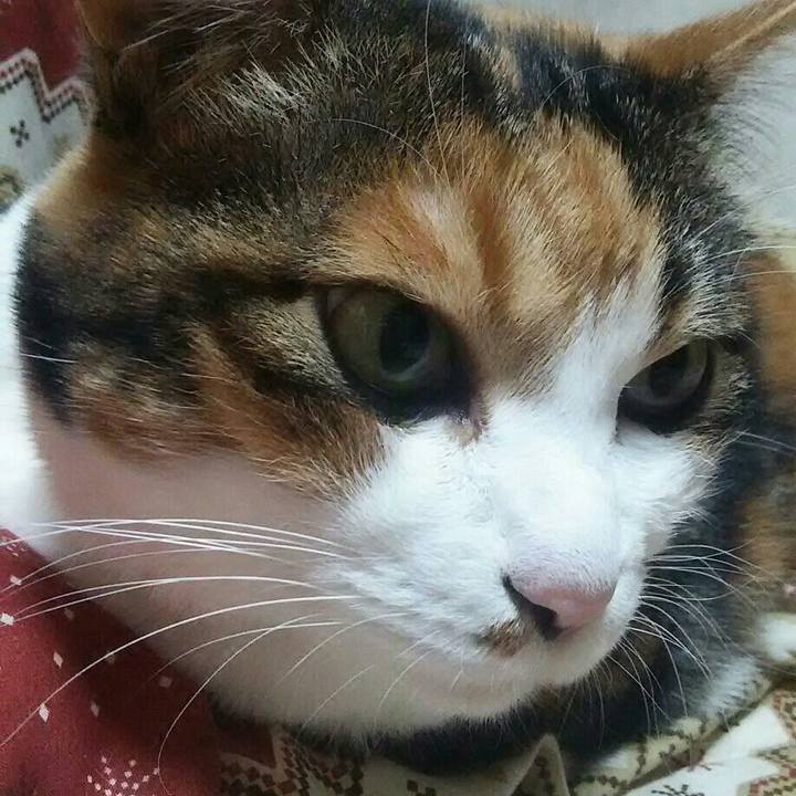 03fef96c c05f 433b b210 2c9e11f5b815