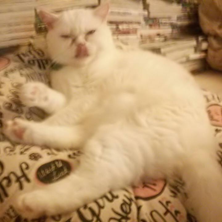 040c37c4 b3c7 4b5e ad50 fe921eb13440