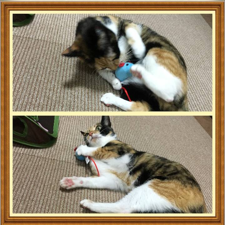 0417031f 0fe6 4f89 851f bd1bc25a5b27