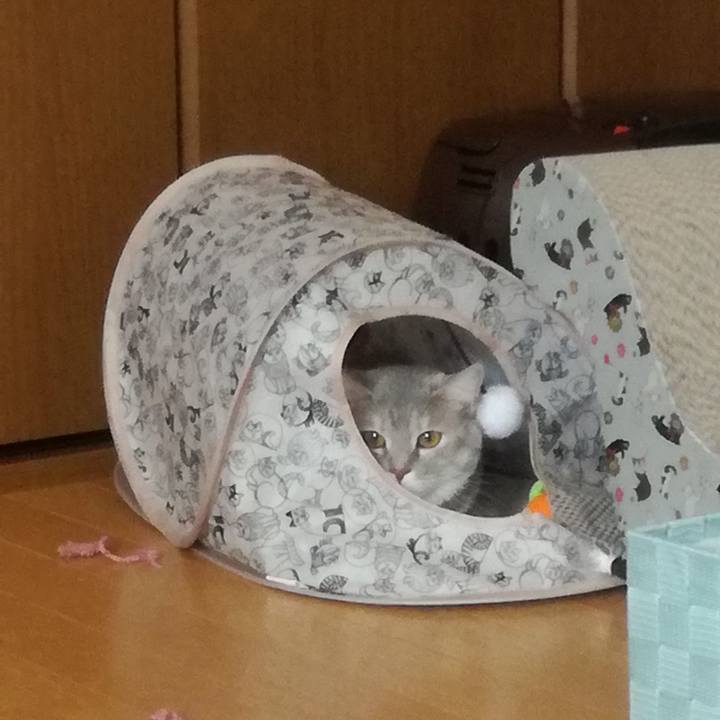 042318a5 bb5e 4f28 b9c5 02cb91bc19a4