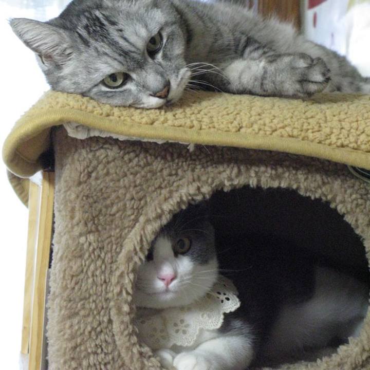 04339338 cddd 465a b76f d496487763d4