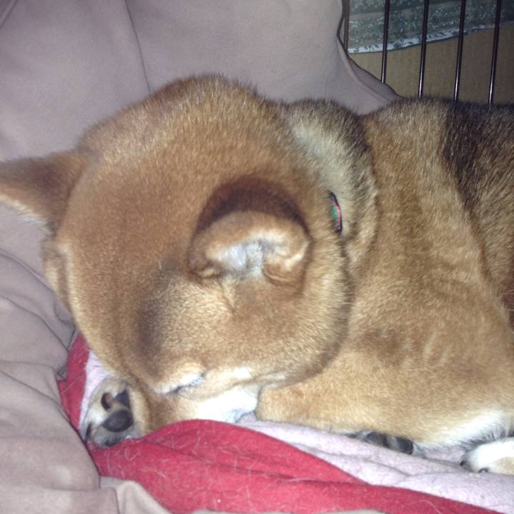 04394caf dc3a 44c8 9e01 c563c2175ab8