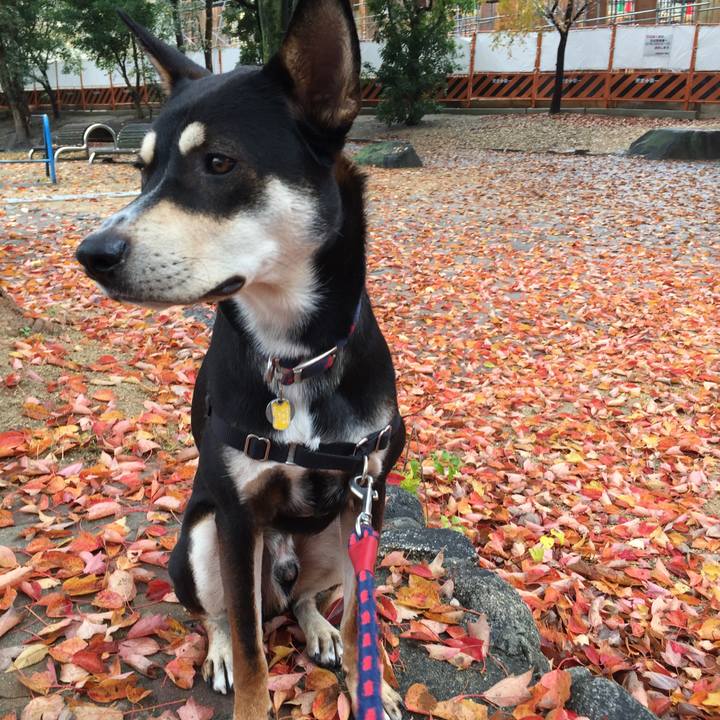 04429b61 2a61 42b9 95bf c04eb592d862