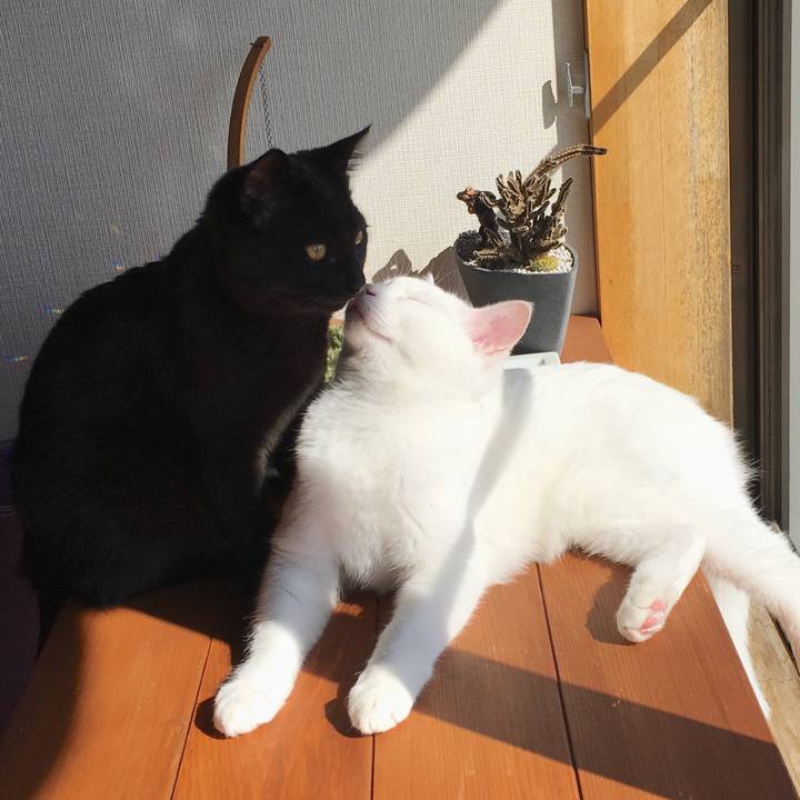 0462e010 f2b7 4dbe 8198 0a34ad1b43ab