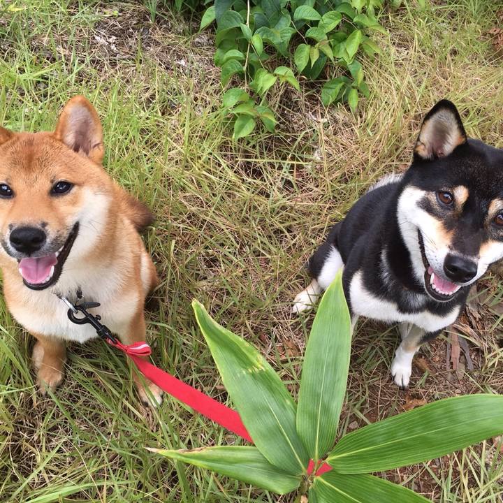 0465e590 bbbb 4abd 8d79 5c723c05f331