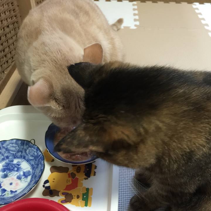 04670b53 e769 4900 8a5f ac7ef6012011