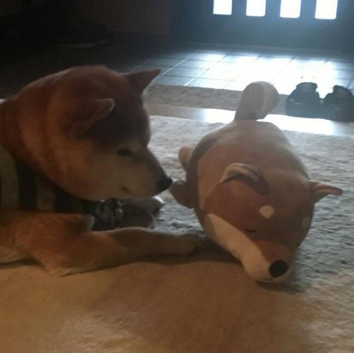 04855db6 54ca 4542 b624 27775247c5d8