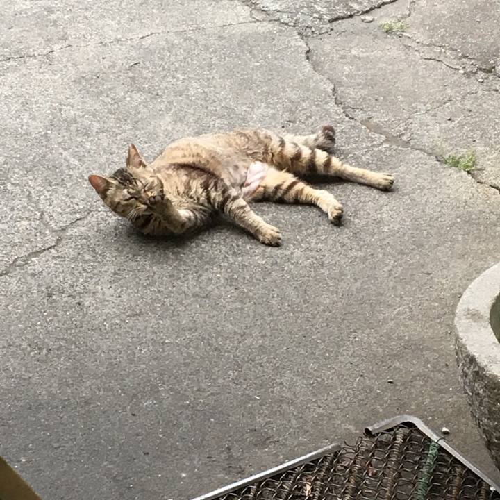 04858dd9 7a3e 400c 8bbc 10fd20525ecb