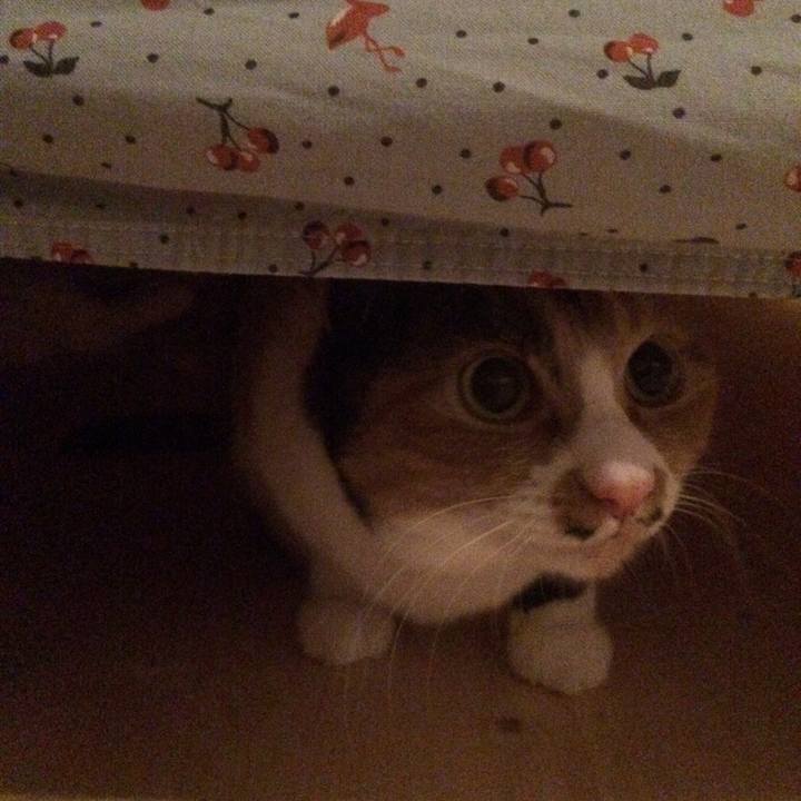 0488987c 0c42 4da9 bb4c 45e463206c38