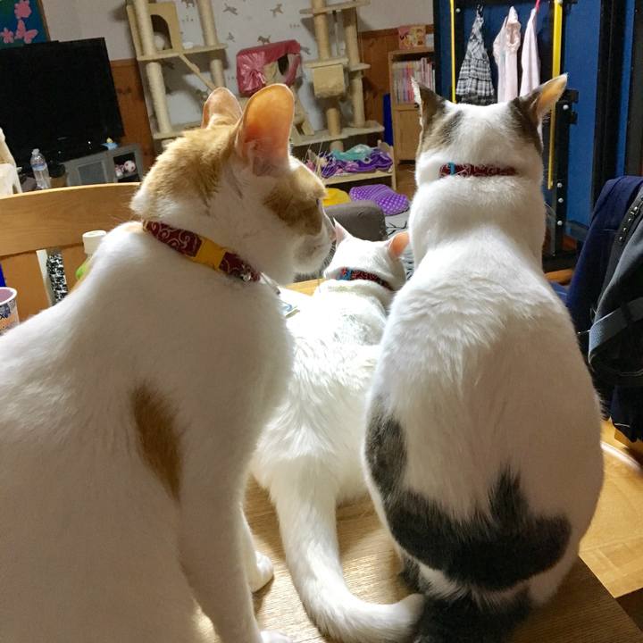 048f4c67 700e 4f28 b75e ca4adc13732b