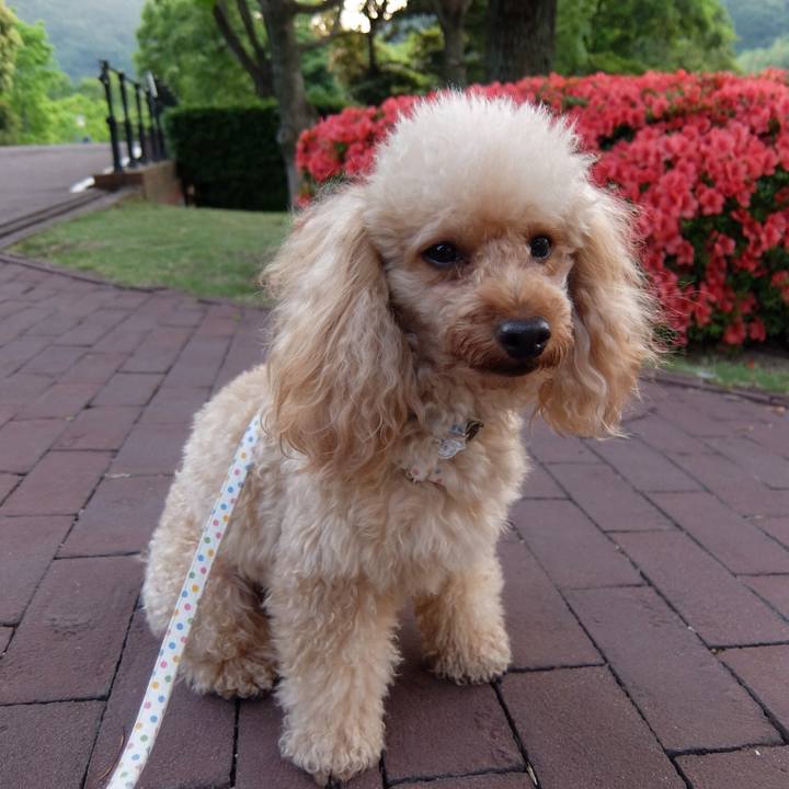 04989a86 78d4 4e51 9655 65ee5caaa762