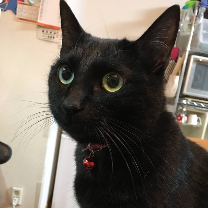 0499fc4b b2ce 41ba a377 faf1a09d1ccf