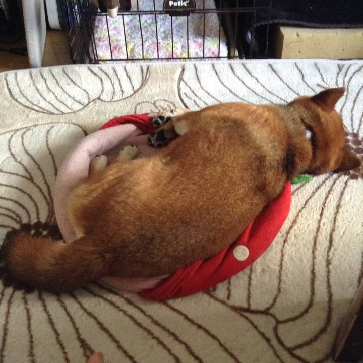 04d7a11d 94f3 45b2 aa06 9c2dee068d48